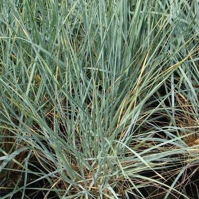 Graminée Blé d'Azur - Leaderplant
