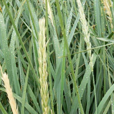 Graminée Blé d'Azur - Leaderplant