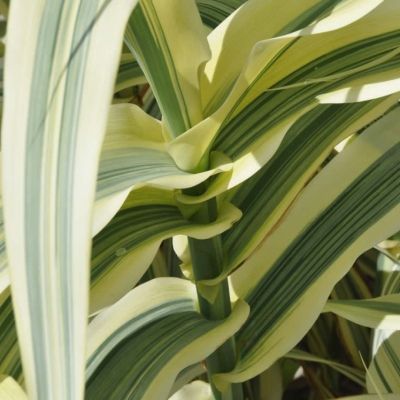 Graminée Canne de Provence panachée - Leaderplant