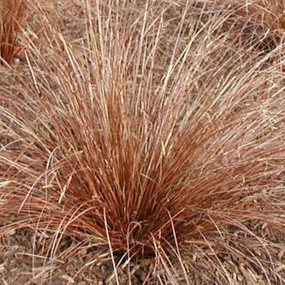 Graminée Carex Buchananii - Leaderplant