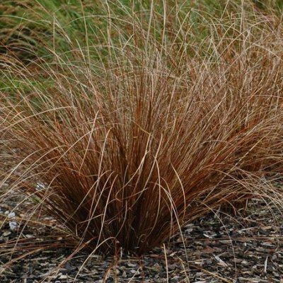 Graminée Carex Buchananii - Leaderplant