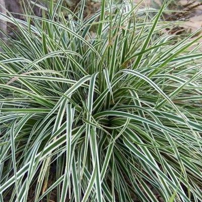 Graminée Carex Everest ® - Leaderplant
