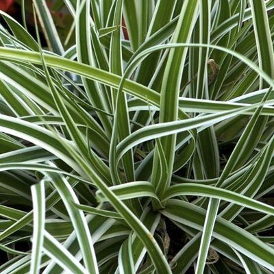 Graminée Carex Everest ® - Leaderplant