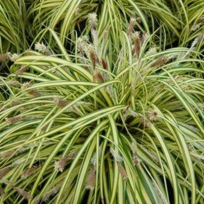 Graminée Carex oshimensis Evergold - Leaderplant