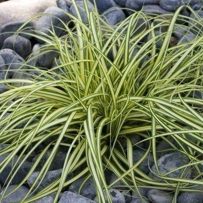 Graminée Carex oshimensis Evergold - Leaderplant