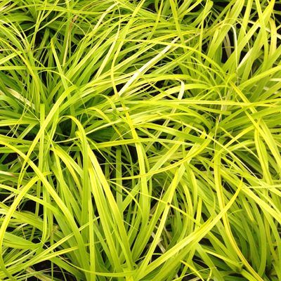 Graminée Carex Everillo ® en mini-motte - Leaderplant