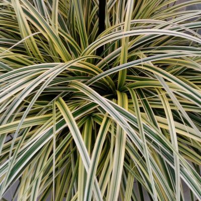Graminée Carex Feather Falls ® - Leaderplant