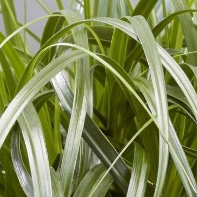 Graminée Carex Ribbon Falls ® - Leaderplant