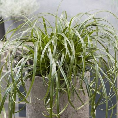 Graminée Carex Ribbon Falls ® - Leaderplant