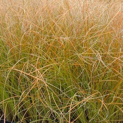 Graminée Carex testaceae Prairie fire - Laîche orange - Leaderplant