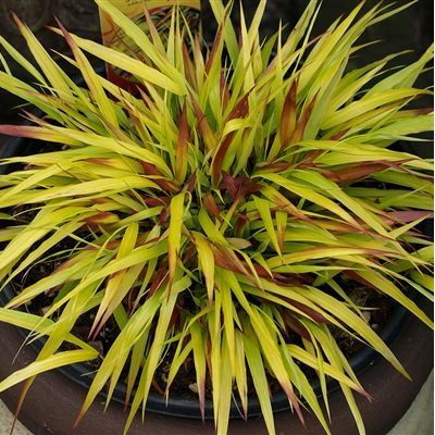 Graminée Hakonechloa Sunflare ® - Herbe Japonaise - Leaderplant