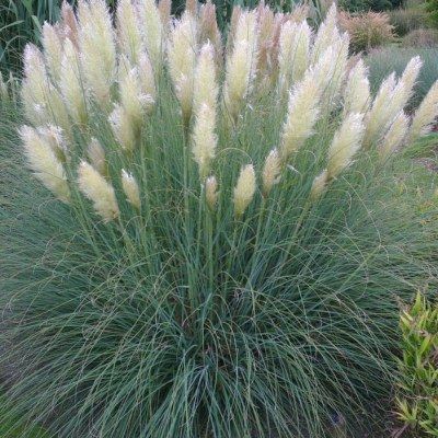 Graminée Herbe de la Pampa naine - Gynerium nain - Vente en ligne de plants  de Graminée Herbe de la Pampa naine - Gynerium nain pas cher | Leaderplant