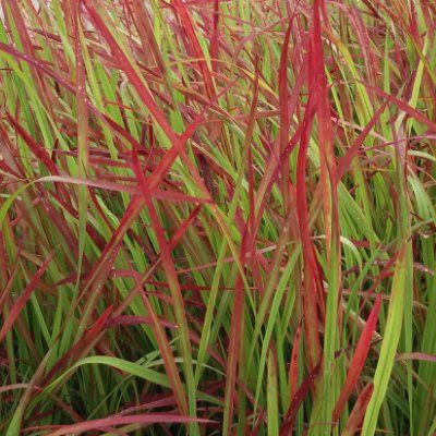 Graminée Herbe rouge - Leaderplant