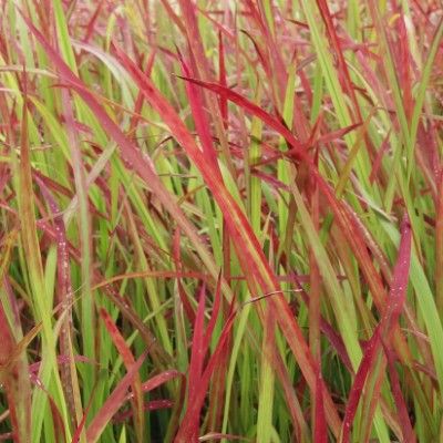 Graminée Herbe rouge - Leaderplant