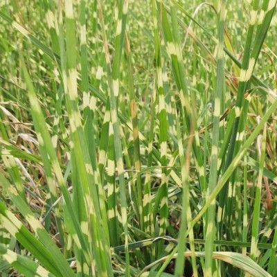 Graminée Miscanthus Zebrinus Strictus - Leaderplant