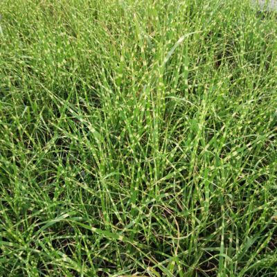 Graminée Miscanthus Zebrinus Strictus - Leaderplant
