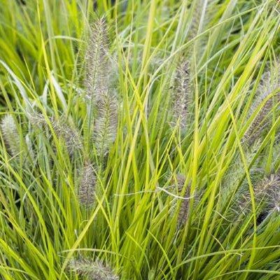 Graminée Herbe aux écouvillons Lumen Gold ®  - Leaderplant
