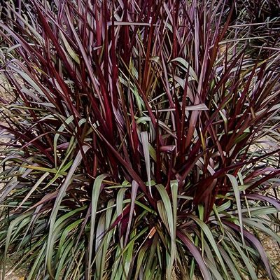 Graminée Pennisetum Princesse Caroline ® - Leaderplant