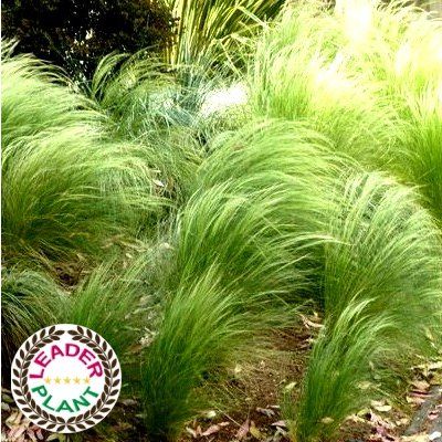 KIT Graminées DUO Stipas - Leaderplant