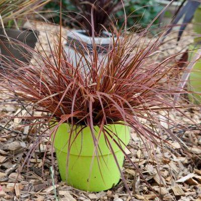 Graminée Herbe de Feu - Uncinia Belinda's Find ® - Leaderplant