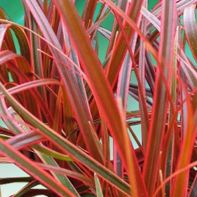 Graminée Herbe de Feu - Uncinia Belinda's Find ® - Leaderplant