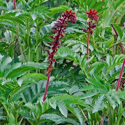 Grande Mélianthe - Leaderplant