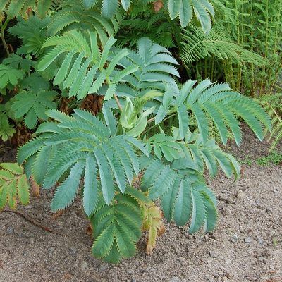 Grande Mélianthe - Leaderplant