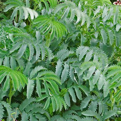 Grande Mélianthe - Leaderplant