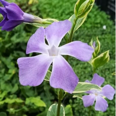 Grande Pervenche panachée - Leaderplant