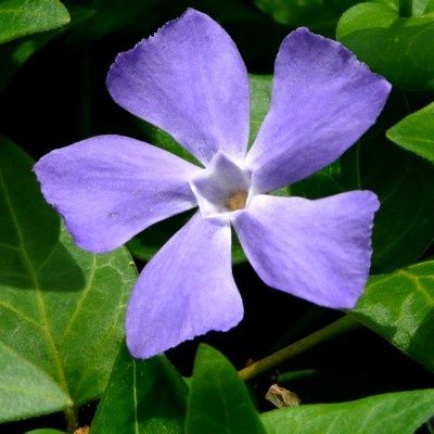 Grande Pervenche - Leaderplant