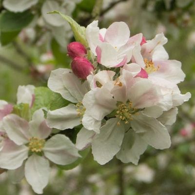 Pommier Granny Smith - Leaderplant