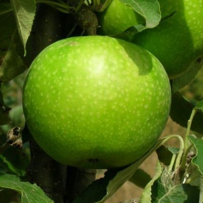 Pommier Granny Smith - Leaderplant