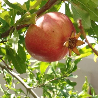 Grenadier à fruits Dente Di Leone - Leaderplant