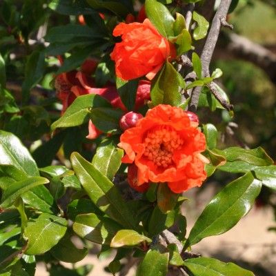 Grenadier à gros fruits Wonderful - Leaderplant