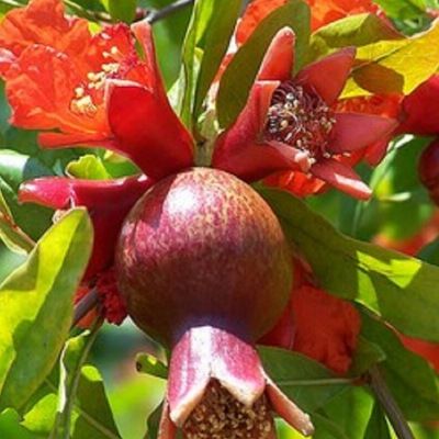 Grenadier à fruits Mollar de Elche - Leaderplant