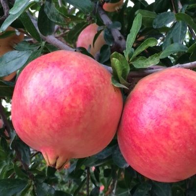 Grenadier à fruits Mollar de Elche - Leaderplant