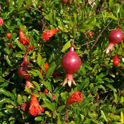 Grenadier à fruits Mollar de Elche - Leaderplant