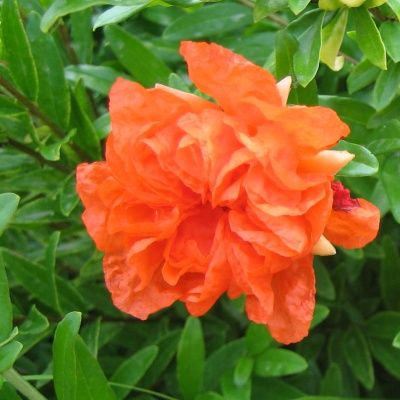 Grenadier nain à fleurs - Leaderplant