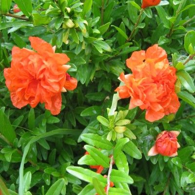 Grenadier nain à fleurs - Leaderplant