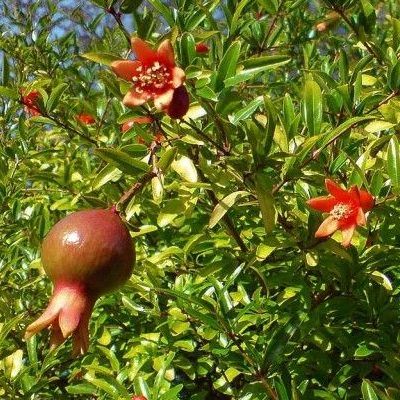 Le grenadier : un arbre fruitier décoratif