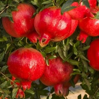 Grenadier à gros fruits Wonderful - Leaderplant