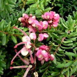 Grévillea laineux 'Mount Tamboritha' - Leaderplant