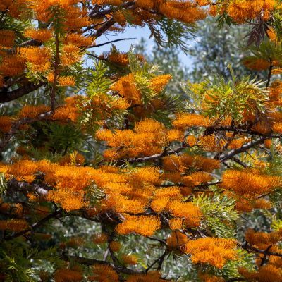 Grevillea Chêne soyeux d’Australie  - Leaderplant