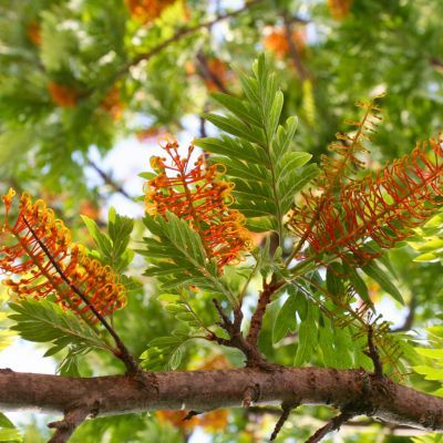 Grevillea Chêne soyeux d’Australie  - Leaderplant
