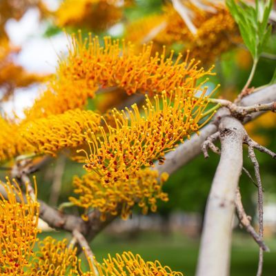 Grevillea Chêne soyeux d’Australie  - Leaderplant