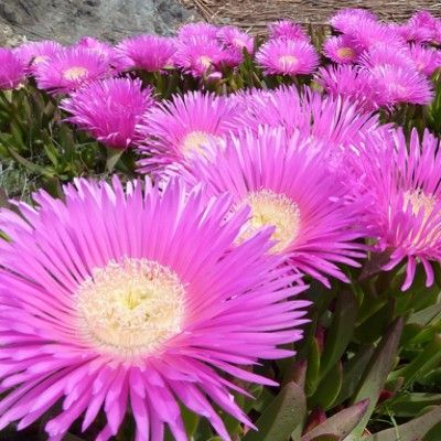 Griffes de Sorcière rose - Leaderplant