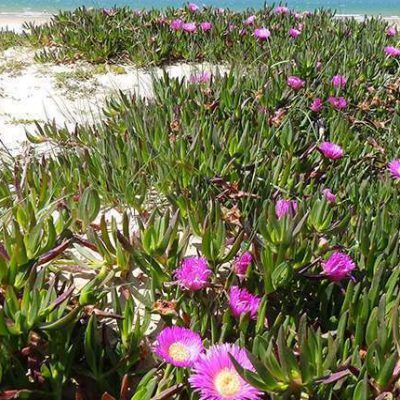 Griffes de Sorcière rose - Leaderplant