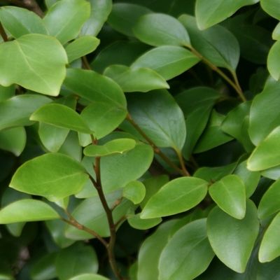 Griseline compacte Redge ® - Leaderplant