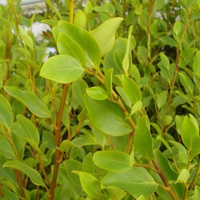 Griseline - Leaderplant