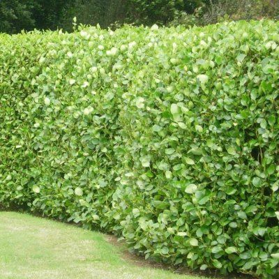 Griseline - Leaderplant